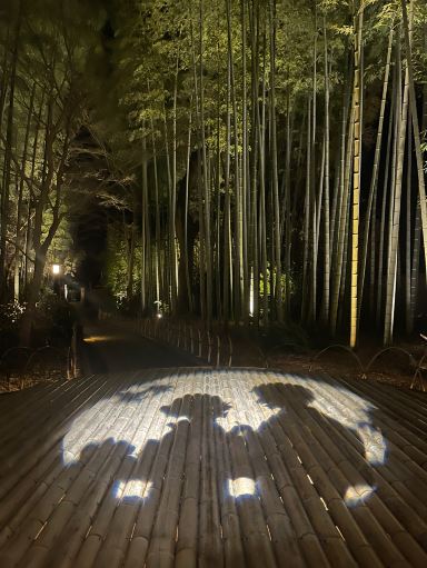 A Blissful Stroll Through Shuzenji's Bamboo Forest Path. | Trip