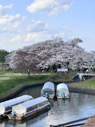 🌸 A breathtaking tunnel of cherry blossoms! The cherry tree-lined avenue at Kitakami Tenshochi in Iwate Prefecture 🌸