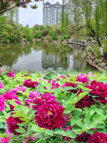 興慶宮の湖畔で咲き誇る牡丹をお楽しみください🌸 | Trip.com 西安