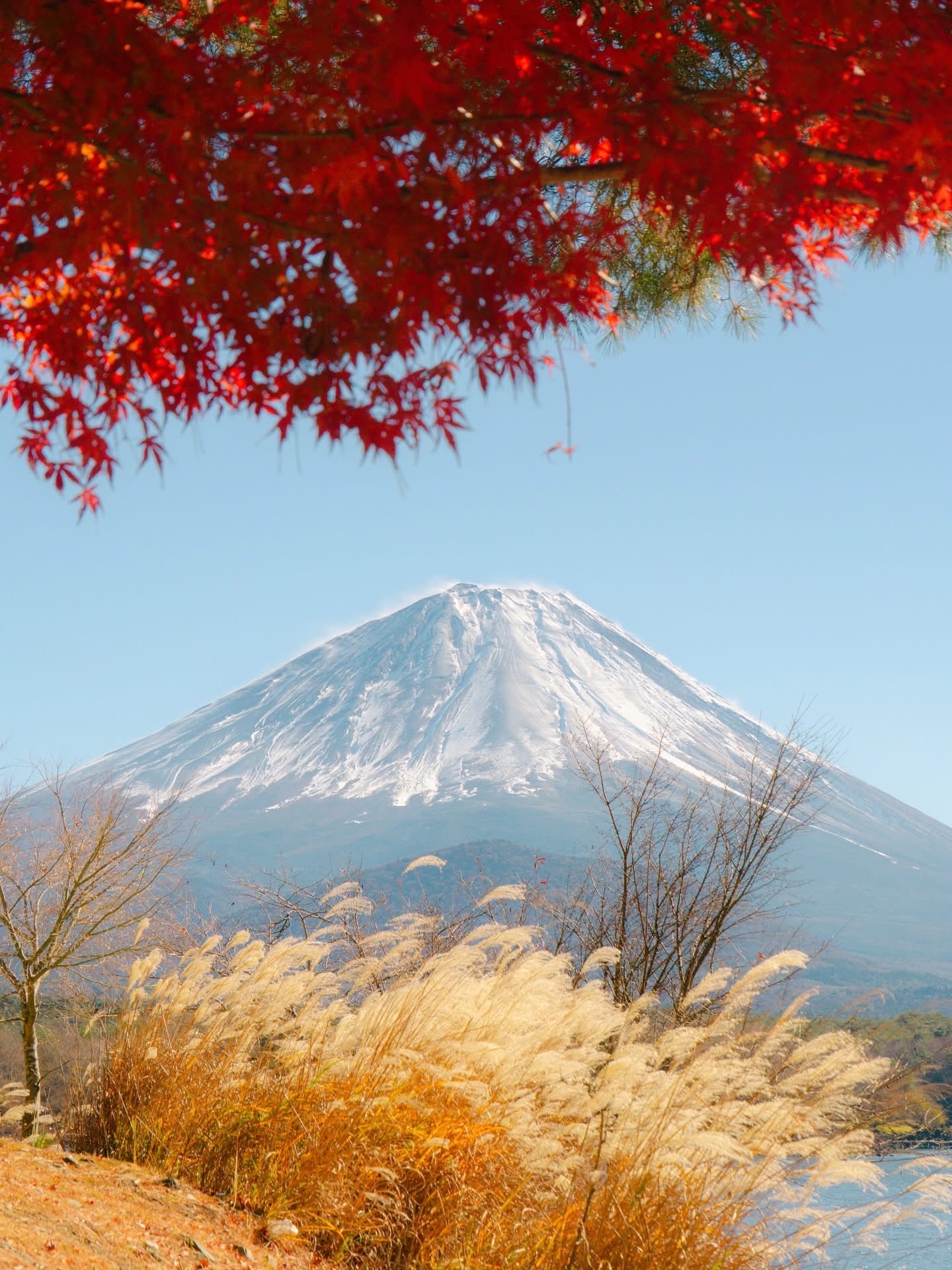 Would you rather see Fuji framed by 🍁 red maples or 🌕 snow?