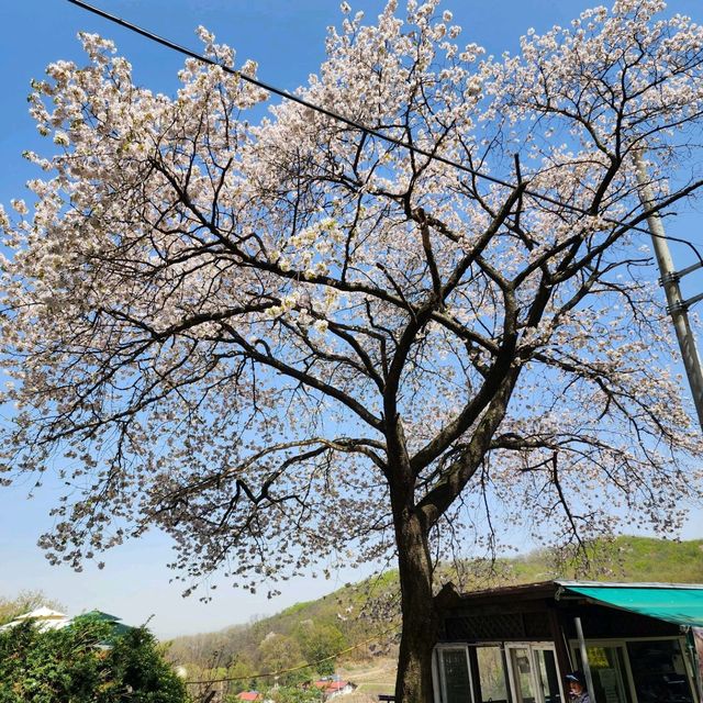 진달래 꽃구경을 가보자!!!