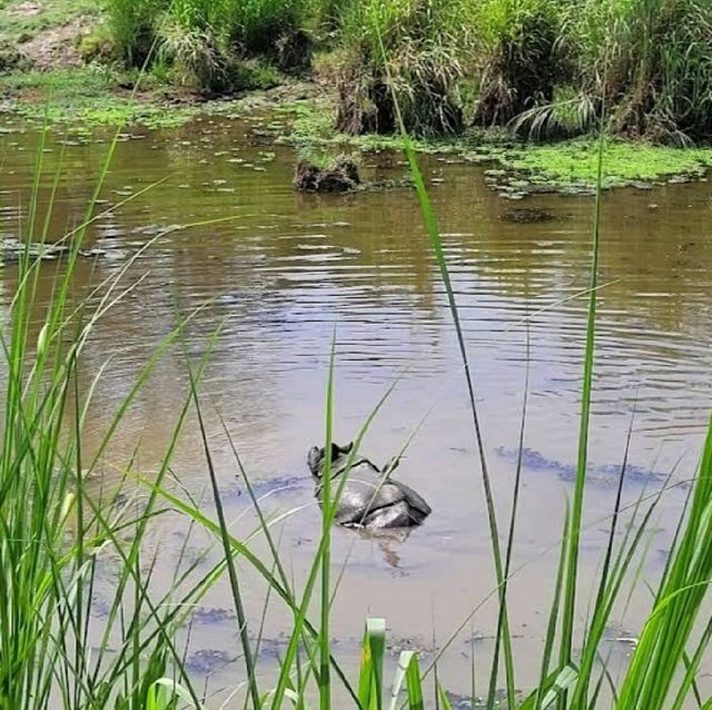 Chitwan National Park