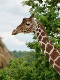 異國生靈的奇幻邂逅——法國博瓦勒動物園漫遊記