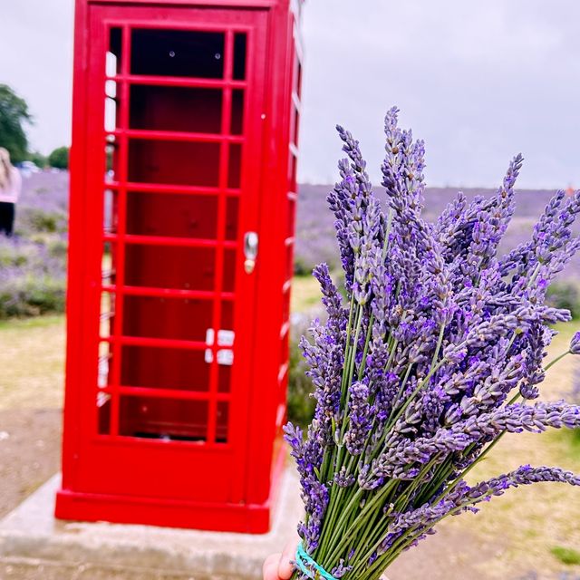 A Lavender Field near London💜