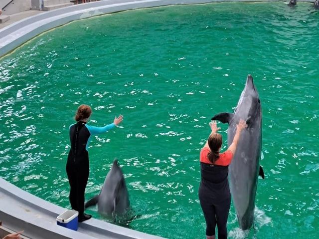 Dolphinarium Constanta Romania 🇷🇴