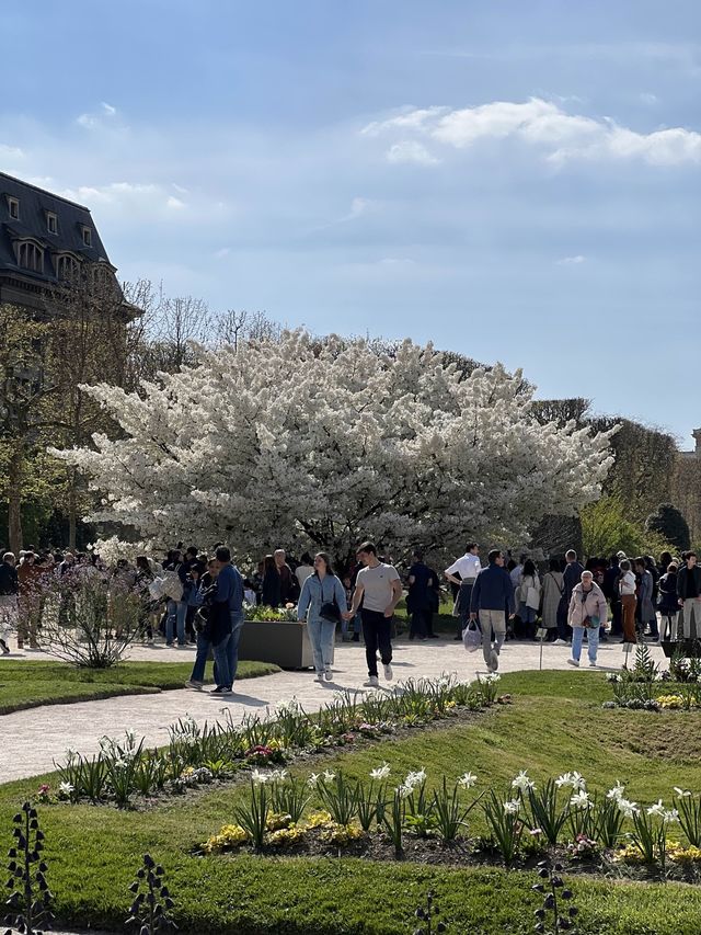 🇫🇷파리에서 벚꽃을 볼 수 있다! 
