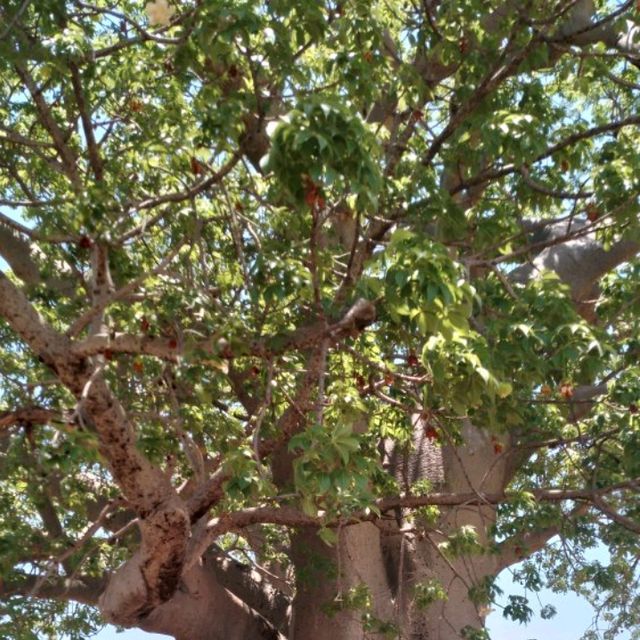 Humongous tree!!