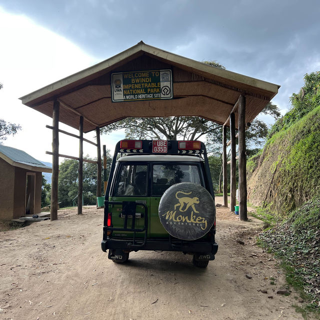 Gorillas in the Wild - A unique Experience.