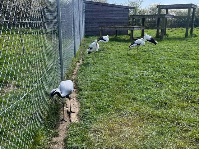 Hamerton Zoo Park 🐘