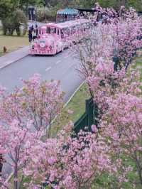 Mt.Qingxiu Nanning🏔️🌸