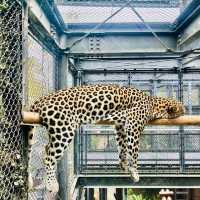 🐯福岡市動植物園🦁福岡最具代表性的動物園✨️