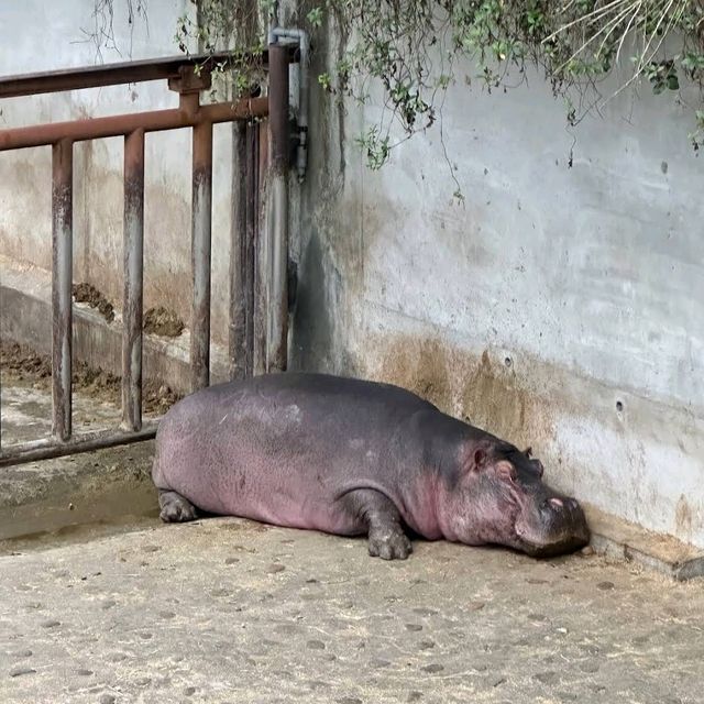 《臺北市立動物園》🐼熊貓熱🐼園區極大一天都行不完🦁