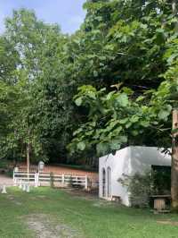 🌲무조건 가야할 치앙마이카페🌲