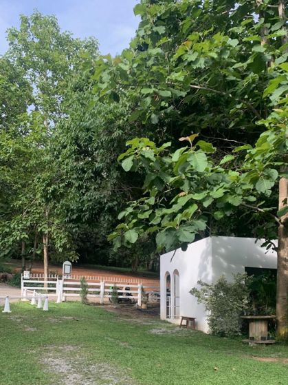 🌲무조건 가야할 치앙마이카페🌲