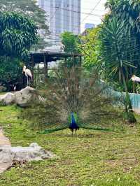 📍Kuala Lumpur Bird Park, Malaysia