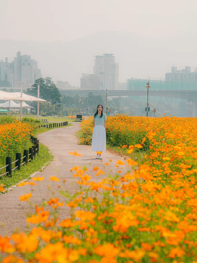 남양주 한강공원 삼패지구