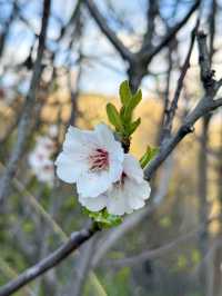 The Scent of Quiet Joy
