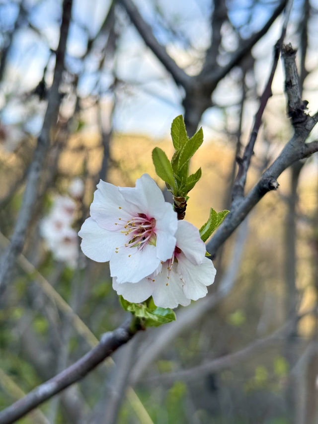 The Scent of Quiet Joy