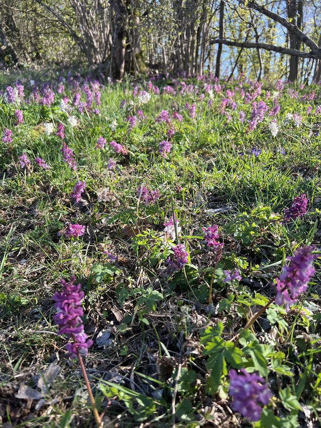 Sunny hike 