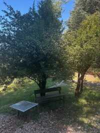 Al Shouf Cedar Reserve: Where Ancient Forests Whisper Legends