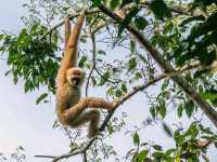 Into the Jungle: Discovering Khao Yai National Park, Thailand.