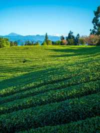 ⛰️ Mengding Mountain – The Ancient Cradle of Chinese Tea