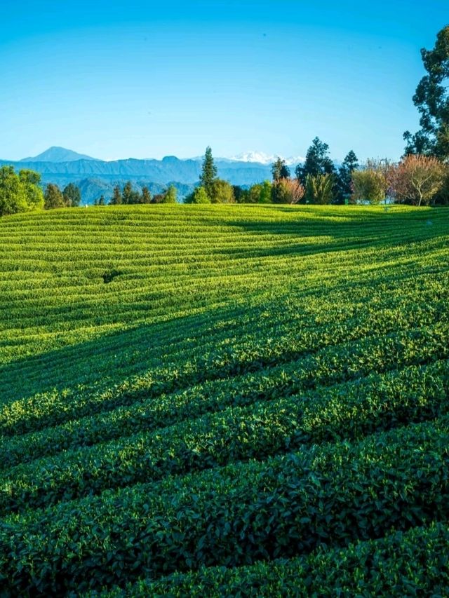 ⛰️ Mengding Mountain – The Ancient Cradle of Chinese Tea