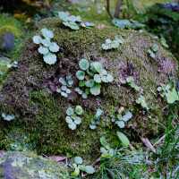 Tokyo’s Green Side: Parks, Gardens & Hidden Nature