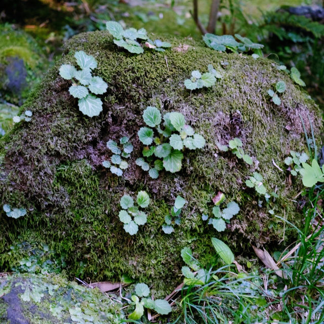 Tokyo’s Green Side: Parks, Gardens & Hidden Nature
