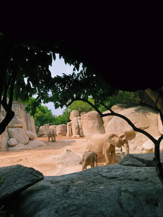 🐘 Bioparc Valencia: Gentle Giants Up Close 🌿✨