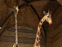 Top Attractions at the Natural History Museum, London 🦕