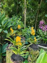 Singapore’s Orchid Haven: Jaw-Dropping Spots & Vibes 🌸✨