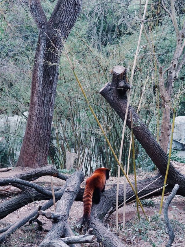 Giant Pandas in Chengdu! 🐼 