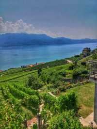 Vineyard