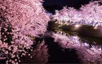 Recommend two Japanese cherry blossom viewing spots.