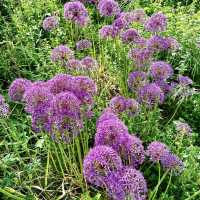 Queen Elizabeth Olympic Park - London