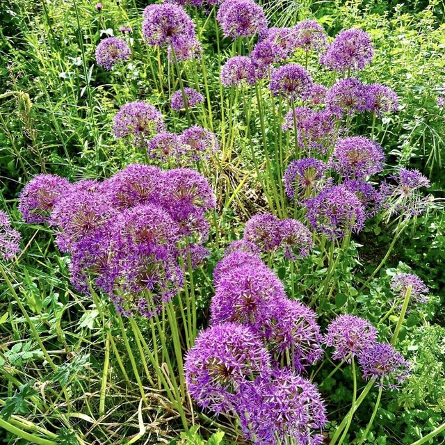 Queen Elizabeth Olympic Park - London