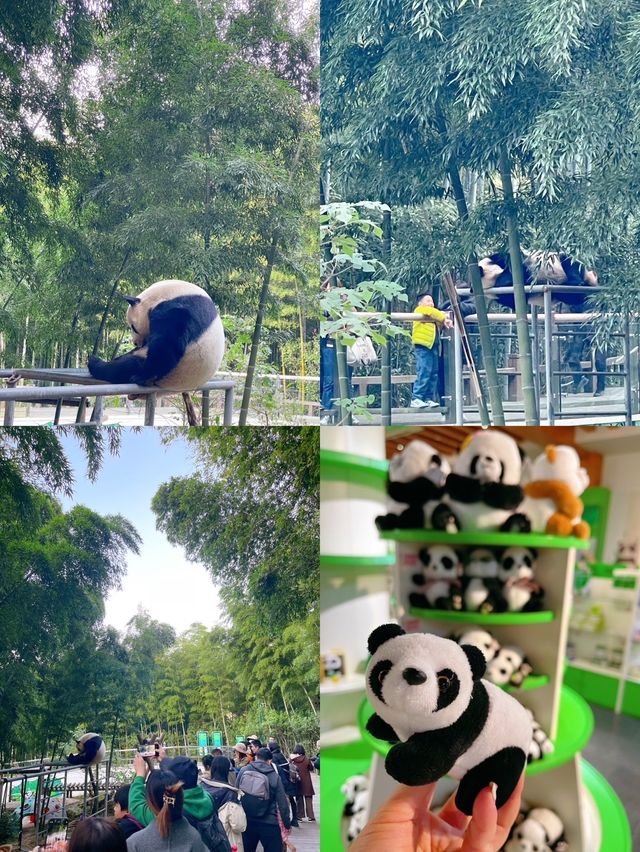 南山竹海賞秋乘網紅火車看大熊貓