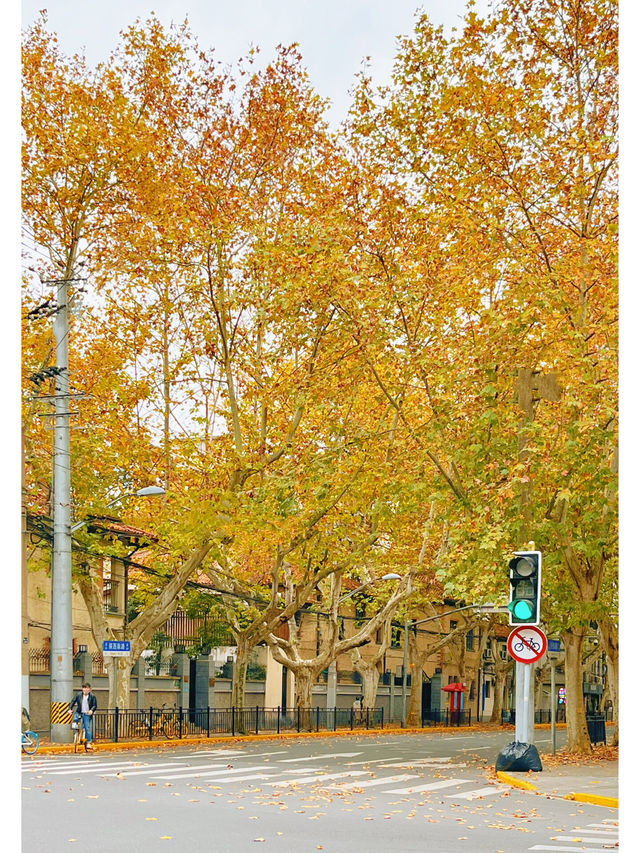 上海的“落葉不掃”景觀道為這座城市帶來了以下獨特的繽紛街景