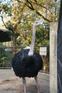 親子好去處溫州景山動物園爬山看動物