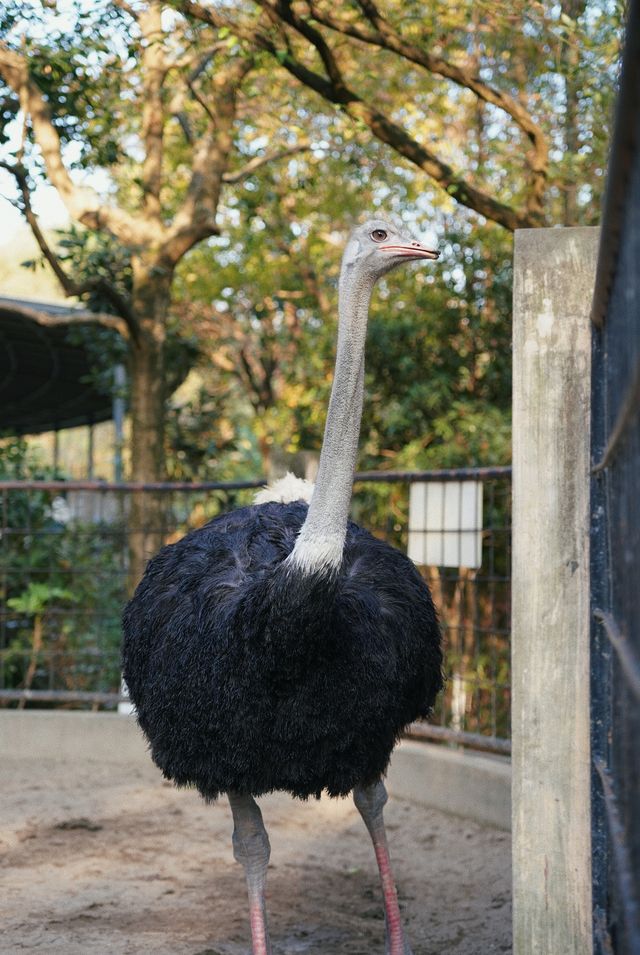 親子好去處溫州景山動物園爬山看動物
