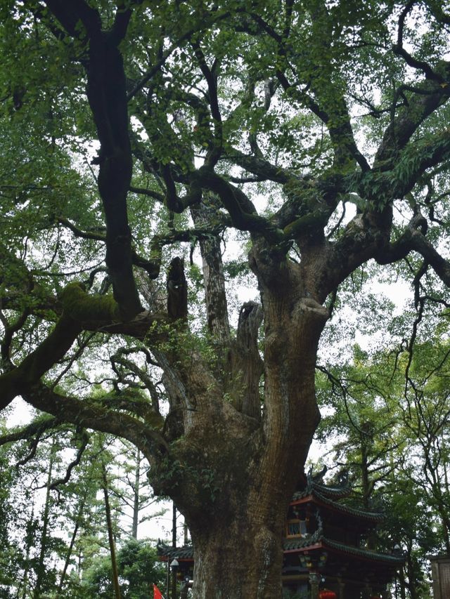 泉州安溪清水岩|仙境中的靈驗古寺！