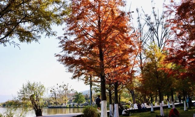 超治癒！快來打卡邛海濕地公園這些高顏值冬日秋景