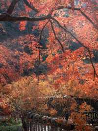 從杭州出發1小時，莫干山的深秋