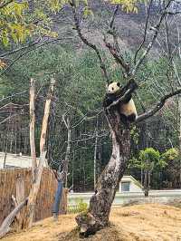 佛坪熊猫基地有四只大熊猫