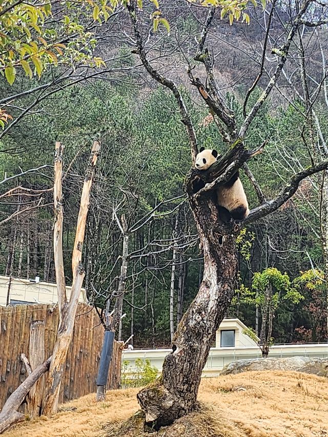 佛坪熊猫基地有四只大熊猫