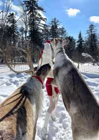 雪嶺|童話裡的冰雪王國和小鹿包車避雷