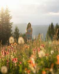 Colorado's Summer Magic: A Colorful Wildflower Wonderland! 🏔️🌼