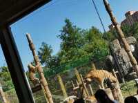 1995年，修建了上海野生動物園表演部動物競技場，它是上海野生動物園最早的一座動物表演專用場館