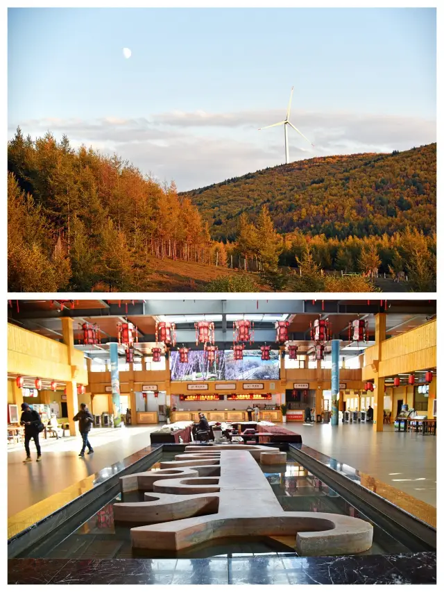 Dine with alpacas, admire the autumn scenery in the colorful forest, and enjoy a variety of experiences